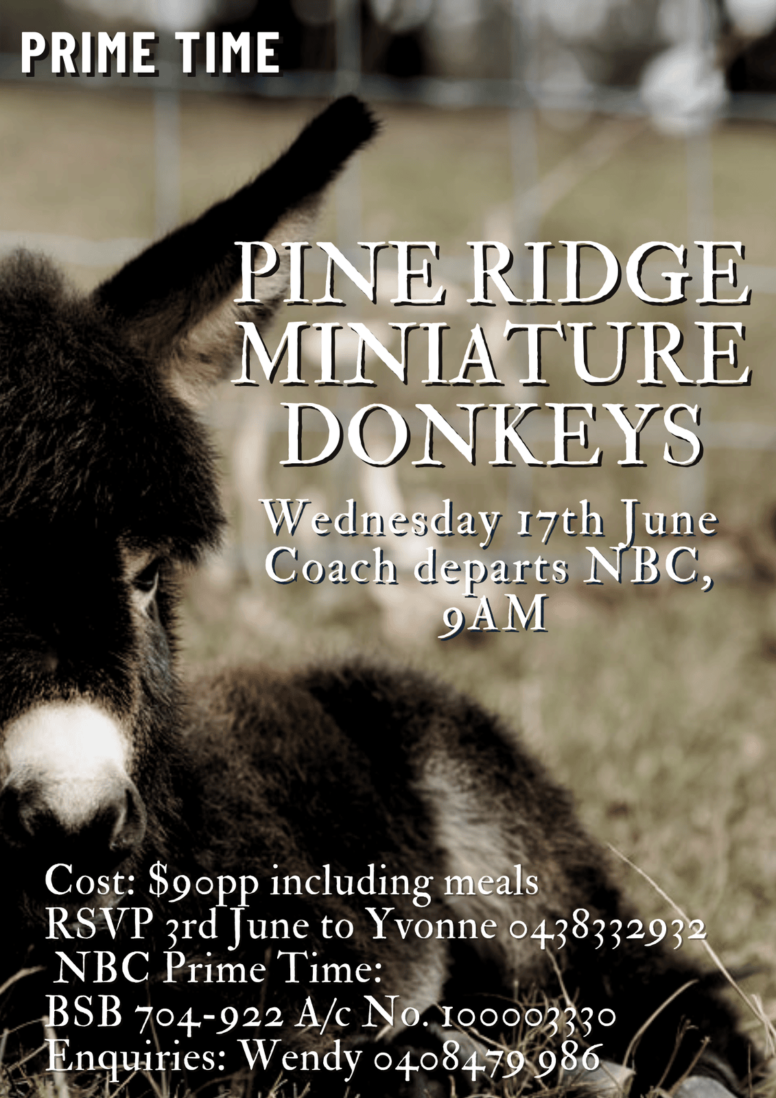 Prime Time- Pine Ridge Miniature Donkeys!